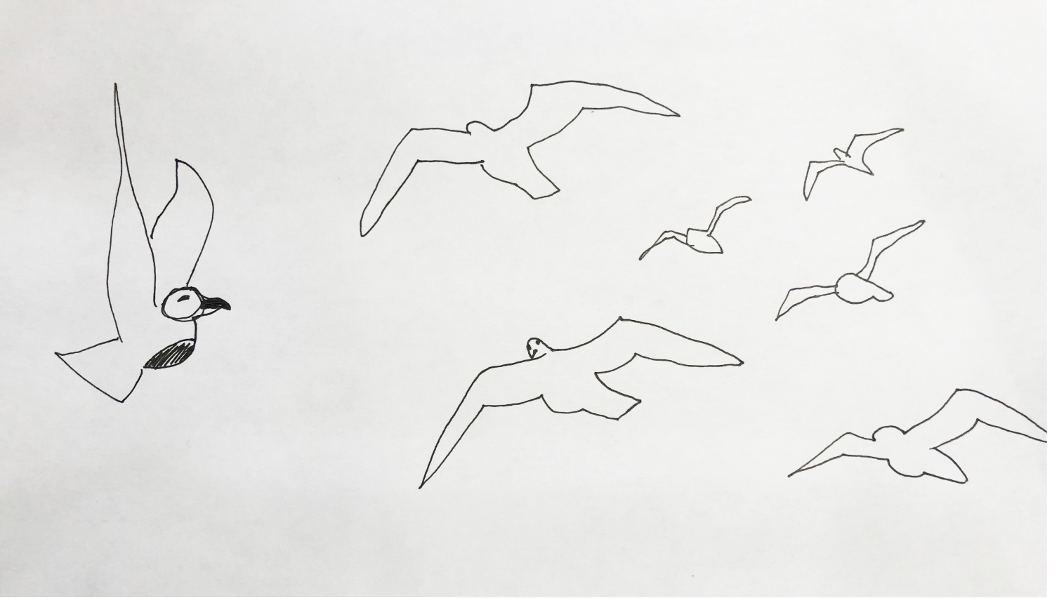 Bird-sketches